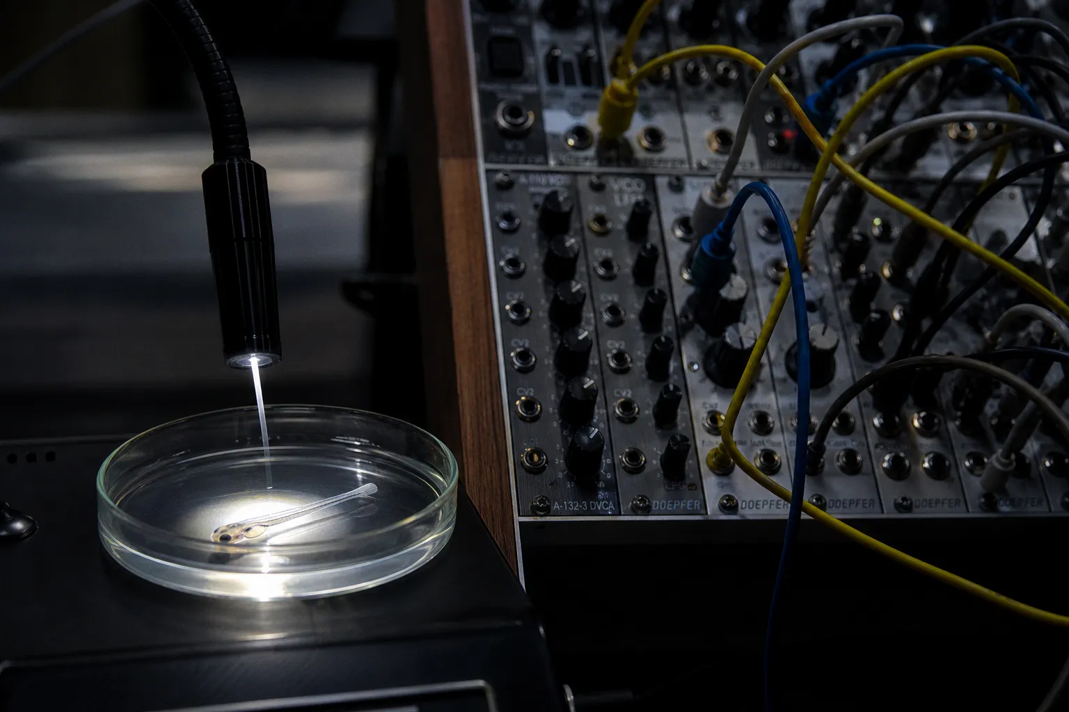 Neural activity sonification: a step-by-step creative workflow