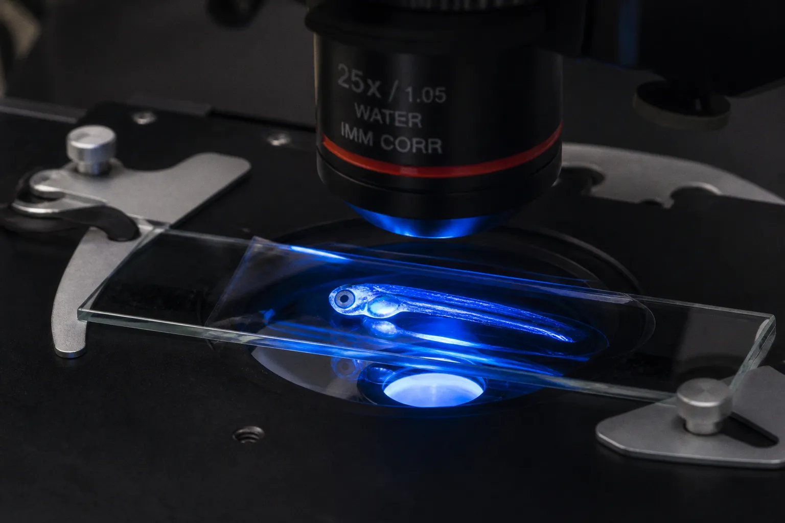 Spinal cord circuit mapping in larval zebrafish