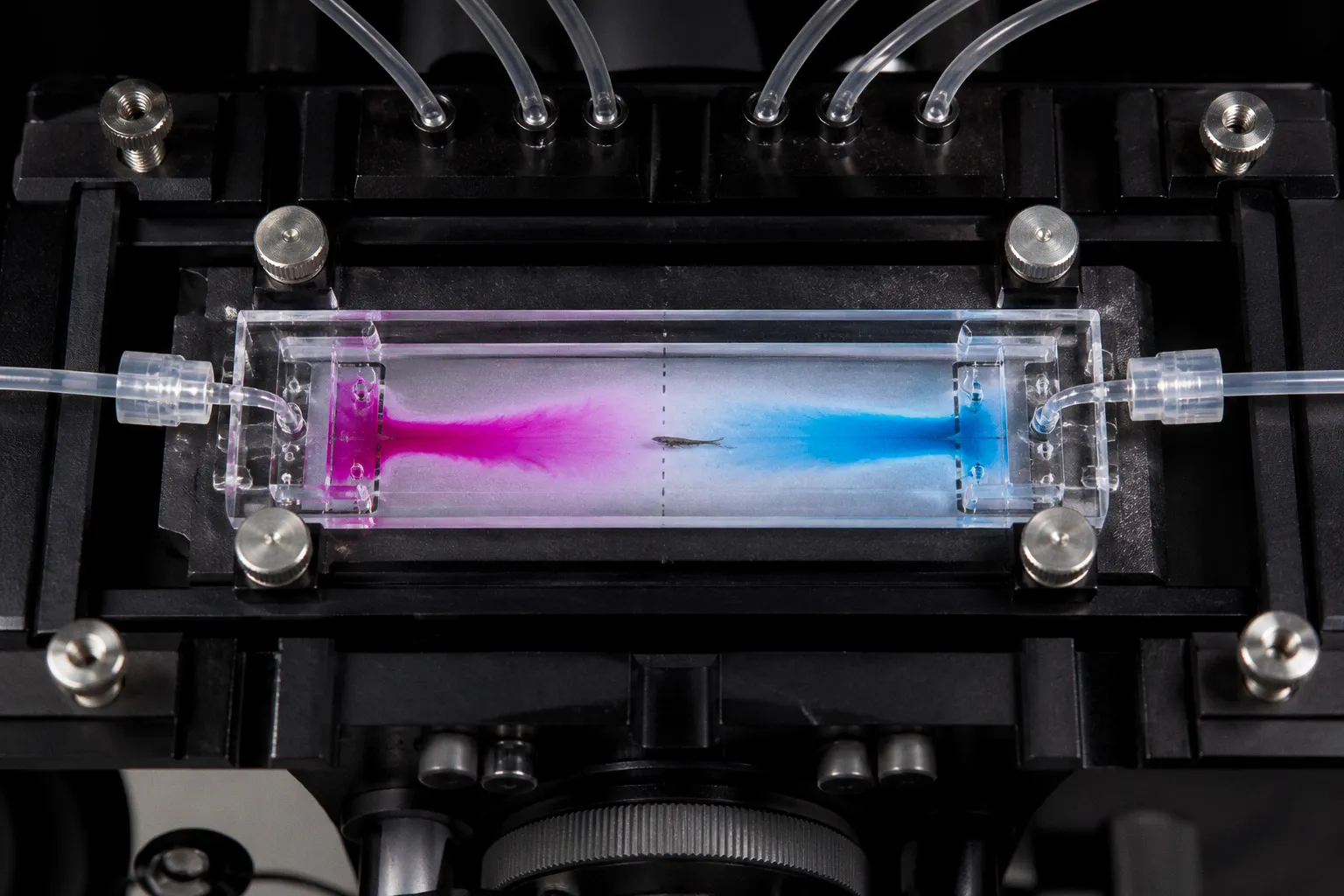 Zebrafish chemosensory assays: a dual-stimulus setup